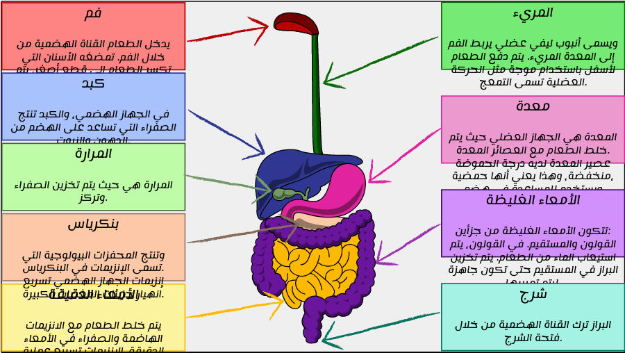 صف كيف تساعد الاعضاء الملحقه بالقناه الهضميه , معلومه هامه للغايه