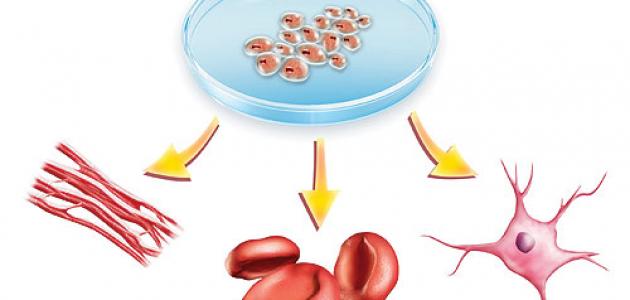 ما هي الخلايا الجذعية الجنينية - مالمقصود بالخلايا الجزعيه الجذعية- الجزعيه- الجنينية- الخلايا- بالخلايا- مالمقصود- هي 1522 1